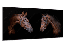 Glasdekor Obraz sklo dvě hlavy hnědého koně - Rozměry-obdélník: 60 x 120 cm