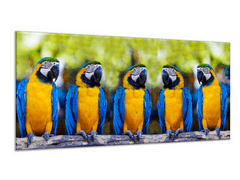 Glasdekor Obraz skleněný papoušek pět ara ararauna na větvi - Rozměry-obdélník: 30 x 60 cm