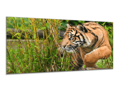 Glasdekor Obraz skleněný zlatý tygr na lovu - Rozměry-obdélník: 65 x 110 cm