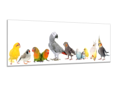 Glasdekor Obraz skleněný papoušek různé druhy - Rozměry-obdélník: 52 x 60 cm