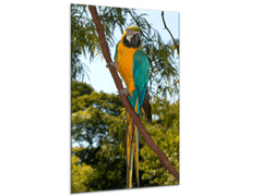 Glasdekor Obraz skleněný papoušek ara ararauna v parku - Rozměry-obdélník: 30 x 60 cm