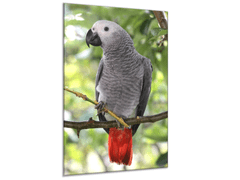Glasdekor Obraz skleněný papoušek žako na větvi - Rozměry-obdélník: 70 x 80 cm