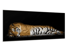 Glasdekor Obraz na skle ležící zlatý tygr - Rozměry-obdélník: 60 x 70 cm