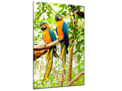 Glasdekor Skleněný obraz papoušek dvě ary ararauny - Rozměry-obdélník: 80 x 100 cm