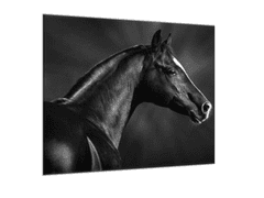 Glasdekor Obraz skleněný černý kůň s bílou lysinou - Rozměry-čtverec: 40 x 40 cm