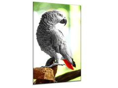 Glasdekor Obraz skleněný papoušek žako boční pohled - Rozměry-obdélník: 52 x 60 cm
