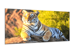 Glasdekor Obraz skleněný zlatý tygr na kameni - Rozměry-obdélník: 52 x 60 cm
