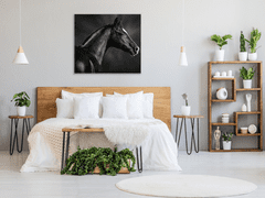 Glasdekor Obraz skleněný černý kůň s bílou lysinou - Rozměry-čtverec: 40 x 40 cm