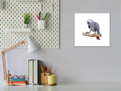Glasdekor Obraz skleněný papoušek žako - Rozměry-čtverec: 60 x 60 cm