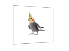 Glasdekor Obraz skleněný papoušek korela šedá - Rozměry-čtverec: 80 x 80 cm