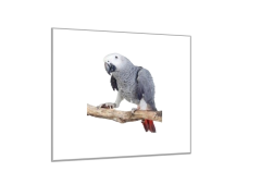 Glasdekor Obraz skleněný papoušek žako - Rozměry-čtverec: 60 x 60 cm