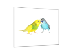 Glasdekor Obraz skleněný papoušek zamilované andulky - Rozměry-čtverec: 40 x 40 cm