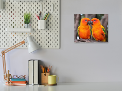 Glasdekor Obraz skleněný papoušek aratinga sluneční - Rozměry-čtverec: 40 x 40 cm