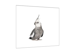 Glasdekor Obraz skleněný papoušek korela - Rozměry-čtverec: 60 x 60 cm