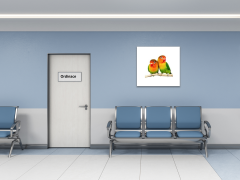 Glasdekor Obraz skleněný papoušek agapornis - Rozměry-čtverec: 60 x 60 cm