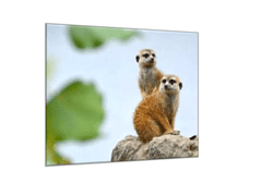 Glasdekor Obraz skleněný surikata - Rozměry-čtverec: 90 x 90 cm