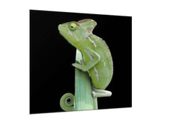 Glasdekor Obraz sklo chameleon - Rozměry-čtverec: 60 x 60 cm
