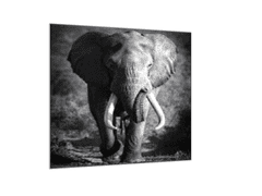 Glasdekor Obraz skleněný slon - Rozměry-čtverec: 60 x 60 cm