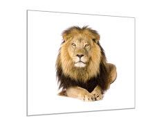 Glasdekor Obraz skleněný šelma ležící lev - Rozměry-čtverec: 80 x 80 cm