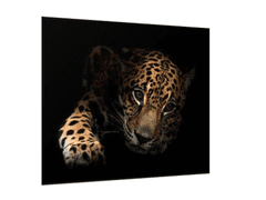 Glasdekor Obraz skleněný ležící leopard - Rozměry-čtverec: 80 x 80 cm