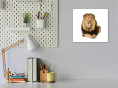 Glasdekor Obraz skleněný šelma ležící lev - Rozměry-čtverec: 80 x 80 cm