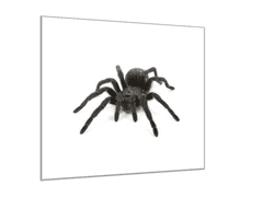 Glasdekor Obraz skleněný černý pavouk - Rozměry-čtverec: 40 x 40 cm