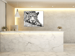 Glasdekor Obraz skleněný šelma jaguár - Rozměry-čtverec: 90 x 90 cm