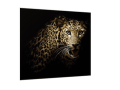 Glasdekor Obraz skleněný šelma portrét leoparda - Rozměry-čtverec: 70 x 70 cm