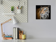 Glasdekor Obraz skleněný šelma tygr zlatý - Rozměry-čtverec: 40 x 40 cm