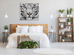 Glasdekor Obraz skleněný šelma hlava bílého tygra - Rozměry-čtverec: 40 x 40 cm