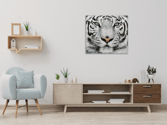 Glasdekor Obraz skleněný šelma hlava bílého tygra - Rozměry-čtverec: 40 x 40 cm