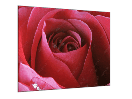 Glasdekor Obraz skleněný čtvercový detail květu červené růže