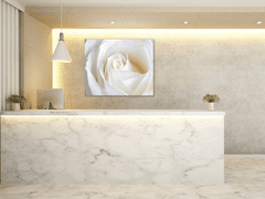 Glasdekor Obraz skleněný čtvercový detail květu bílé růže - Rozměry-čtverec: 70 x 70 cm