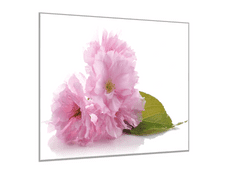 Glasdekor Obraz skleněný čtvercový růžový květ mandloně - Rozměry-čtverec: 40 x 40 cm