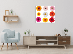 Glasdekor Obraz skleněný čtvercový barevné květy gerber jednotlivě - Rozměry-čtverec: 60 x 60 cm