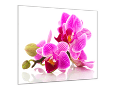 Glasdekor Obraz skleněný čtvercový poupata a květy růžové orchideje - Rozměry-čtverec: 40 x 40 cm