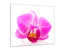 Glasdekor Obraz skleněný čtvercový květ růžové orchideje - Rozměry-čtverec: 50 x 50 cm