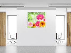 Glasdekor Obraz skleněný čtvercový barevné květy gerber - Rozměry-čtverec: 40 x 40 cm