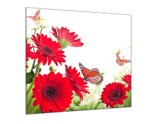 Glasdekor Obraz skleněný čtvercový červené gerbery a motýl - Rozměry-čtverec: 60 x 60 cm