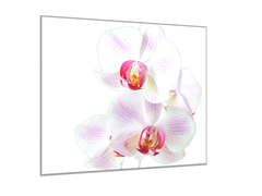 Glasdekor Obraz skleněný čtvercový květy růžovo bílá orchidej - Rozměry-čtverec: 65 x 65 cm