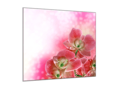 Glasdekor Obraz skleněný čtvercový květ růžové orchideje a růžový stín - Rozměry-čtverec: 70 x 70 cm