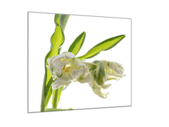Glasdekor Obraz skleněný čtvercový exotický bílý tulipán - Rozměry-čtverec: 40 x 40 cm