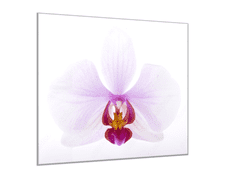 Glasdekor Obraz skleněný čtvercový velký květ orchideje - Rozměry-čtverec: 40 x 40 cm