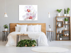 Glasdekor Obraz skleněný čtvercový květy růžovo bílá orchidej - Rozměry-čtverec: 65 x 65 cm