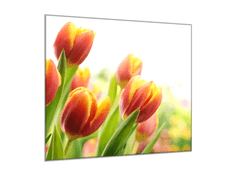 Glasdekor Obraz skleněný čtvercový červeno žluté tulipány - Rozměry-čtverec: 90 x 90 cm