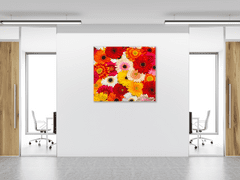 Glasdekor Obraz skleněný čtvercový barevné květy gerber - Rozměry-čtverec: 40 x 40 cm