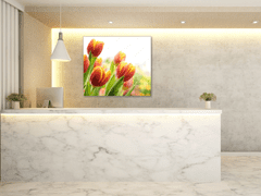 Glasdekor Obraz skleněný čtvercový červeno žluté tulipány - Rozměry-čtverec: 90 x 90 cm