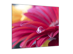 Glasdekor Obraz na skle detail květ gerbery s rosou - Rozměry-čtverec: 65 x 65 cm