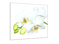 Glasdekor Obraz skleněný čtvercový bílý květ a poupata orchidej - Rozměry-čtverec: 70 x 70 cm