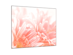 Glasdekor Obraz skleněný čtvercový detail květu růžové gerbery - Rozměry-čtverec: 65 x 65 cm